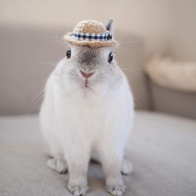 《兔兔的帽子時尚秀》白胖胖的樣子搭什麼帽子都好看 ❤ - 圖片4
