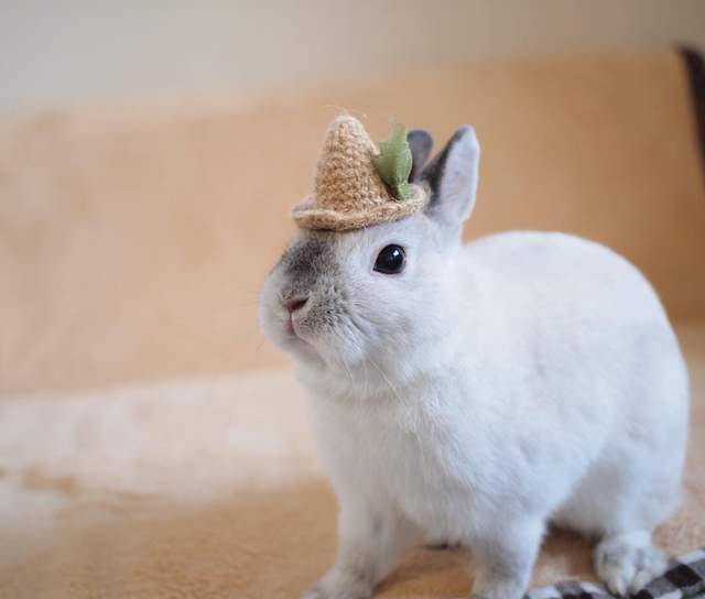 《兔兔的帽子時尚秀》白胖胖的樣子搭什麼帽子都好看 ❤ - 圖片5