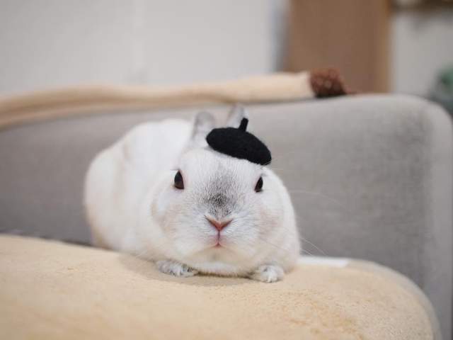 《兔兔的帽子時尚秀》白胖胖的樣子搭什麼帽子都好看 ❤ - 圖片6
