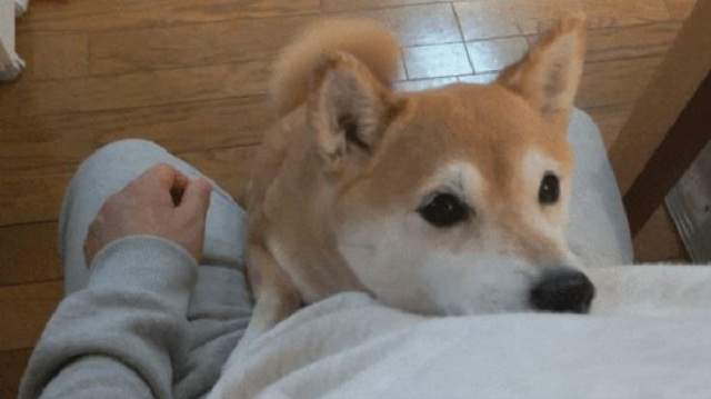 《出乎預料的狗狗求饒法》寶貝你這樣我到底要原諒你還是不原諒你XD