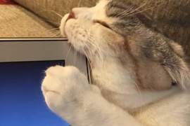 《動物奧客》客人、客人~這樣我們會很困擾的ww 《動物奧客》客人、客人~這樣我們會很困擾的ww