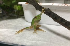 《超帥青蛙POSE》讓人懷疑寵物是英雄的姿勢引發一致圖湧出ww 《超帥青蛙POSE》讓人懷疑寵物是英雄的姿勢引發一致圖湧出ww
