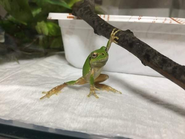 《超帥青蛙POSE》讓人懷疑寵物是英雄的姿勢引發一致圖湧出ww 《超帥青蛙POSE》讓人懷疑寵物是英雄的姿勢引發一致圖湧出ww