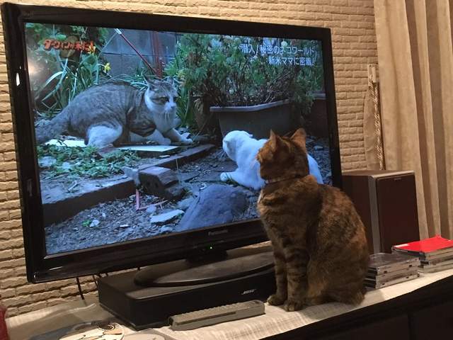 《貓咪特集節目》同時也吸引了家中貓主子的收看？（笑）