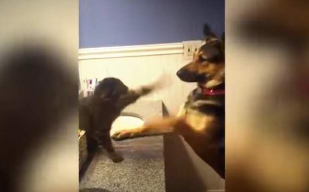 《小貓大狗拳擊賽》這出拳速度簡直快如閃電～