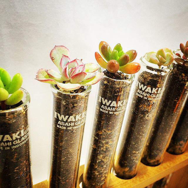 《試管微盆栽》百元商店即可便宜入手的科學感裝飾 《試管微盆栽》百元商店即可便宜入手的科學感裝飾