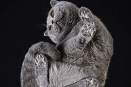 《Under-Cats》貓咪的毛茸茸肚肚與肉球魅力就在這裡了 《Under-Cats》貓咪的毛茸茸肚肚與肉球魅力就在這裡了