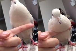 《鴿子リンネ的麻糬胸》超級軟綿綿的鳥歐派 手指都陷進去啦~♥ 《鴿子リンネ的麻糬胸》超級軟綿綿的鳥歐派 手指都陷進去啦~♥