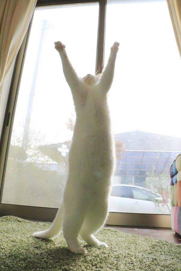 躍動感滿溢《無視重力大白貓》旋轉、跳躍、空中翻轉都難不倒牠