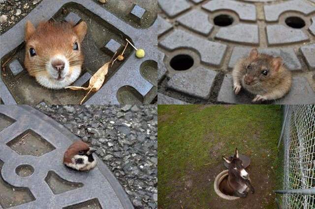 《卡人孔蓋動物四天王》太可愛惹可是小心一點嘛真是的...... 《卡人孔蓋動物四天王》太可愛惹可是小心一點嘛真是的......