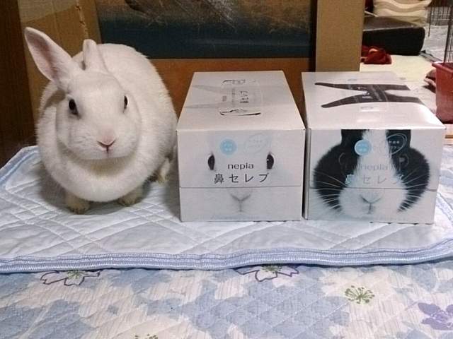 兔奴必看！推特各種《可愛兔子生態》療癒的極致啊～（讚嘆）