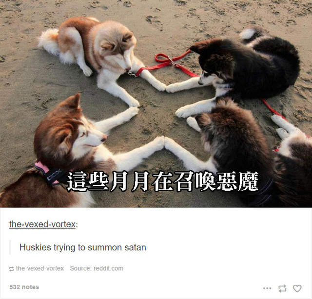 各種《哈士奇的奇行》趴兔 月月你快別鬧了(笑) 各種《哈士奇的奇行》趴兔 月月你快別鬧了(笑)