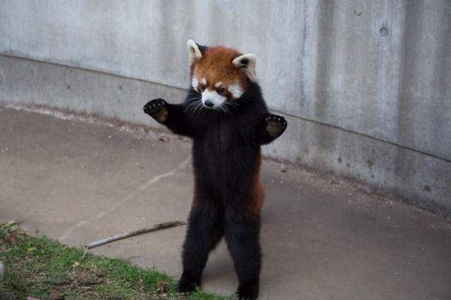 超絕可愛《小貓熊的威嚇動作》跟食蟻獸同等級地毫無威脅力❤