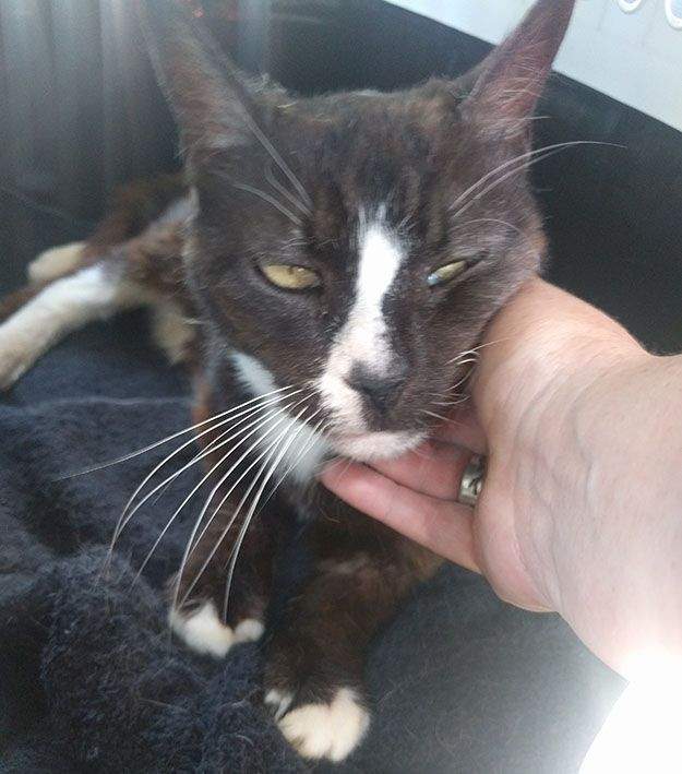 《走失八年的貓》最後竟離奇出現在別的國家！？