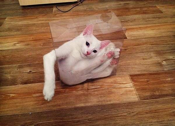 《貓咪的紙箱時光》有事沒事都想在箱子裡度過喵～