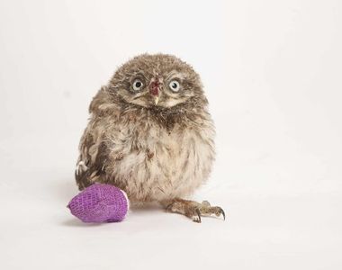 《小動物打石膏》可憐又可愛的模樣太惹人疼了♥ 《小動物打石膏》可憐又可愛的模樣太惹人疼了♥