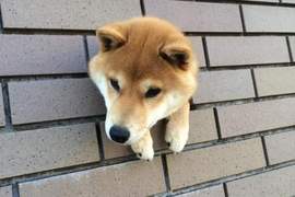 一次三隻《牆壁洞裡的柴犬》鑽洞絕對是狗狗間的新流行(摸摸摸摸) 一次三隻《牆壁洞裡的柴犬》鑽洞絕對是狗狗間的新流行(摸摸摸摸)