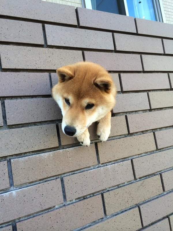 一次三隻《牆壁洞裡的柴犬》鑽洞絕對是狗狗間的新流行(摸摸摸摸) 一次三隻《牆壁洞裡的柴犬》鑽洞絕對是狗狗間的新流行(摸摸摸摸)