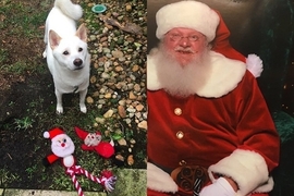 《柴犬與聖誕老人合照》毛孩子看見最心愛的娃娃變真人的反應超可愛(融化) 《柴犬與聖誕老人合照》毛孩子看見最心愛的娃娃變真人的反應超可愛(融化)