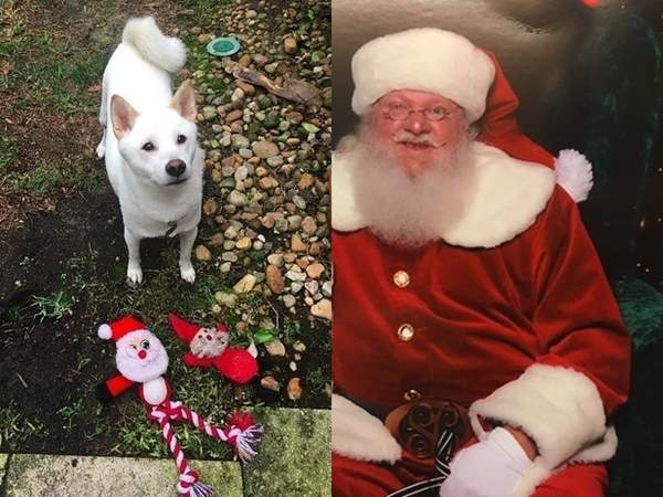 《柴犬與聖誕老人合照》毛孩子看見最心愛的娃娃變真人的反應超可愛（融化）
