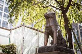 《忠犬八公左耳下垂的原因》等待不再回來的主人直到生命的盡頭… 《忠犬八公左耳下垂的原因》等待不再回來的主人直到生命的盡頭…