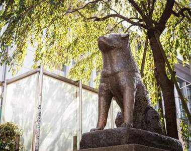 《忠犬八公左耳下垂的原因》等待不再回來的主人直到生命的盡頭… 《忠犬八公左耳下垂的原因》等待不再回來的主人直到生命的盡頭…