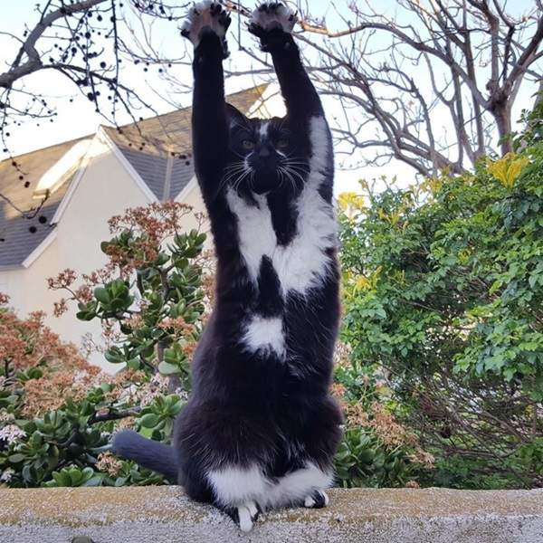 粉絲激增中《舉手貓Keys》目標用這雙貓掌征服全人類ヾ(*ΦωΦ)ツ 粉絲激增中《舉手貓Keys》目標用這雙貓掌征服全人類ヾ(*ΦωΦ)ツ