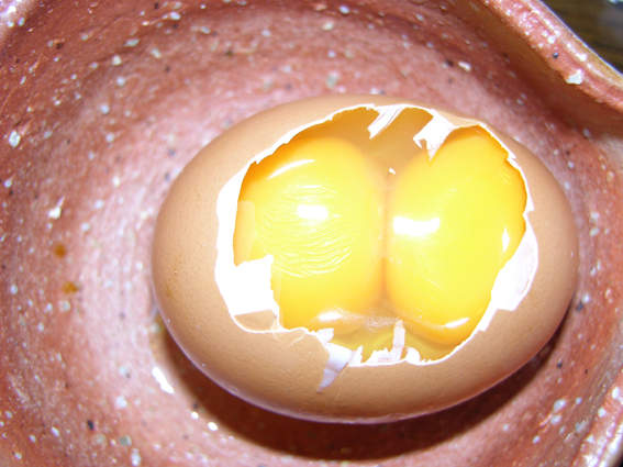 《為什麼會有兩顆蛋蛋》從沒想過的問題網友來神回惹