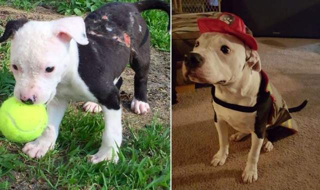 美國《消防犬》從倖存犬變成打火英雄的一員 (ﾉ◕ヮ◕)ﾉ*:・ﾟ✧