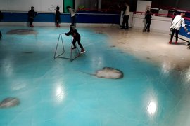 冰之水族館《結冰魚溜冰場》炎上 你會想在5000條死魚上面滑冰嗎...? 冰之水族館《結冰魚溜冰場》炎上 你會想在5000條死魚上面滑冰嗎...?