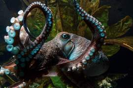 《自力從水族館脫逃的章魚哥》人家只是想看看自由的大海(溜) 《自力從水族館脫逃的章魚哥》人家只是想看看自由的大海(溜)