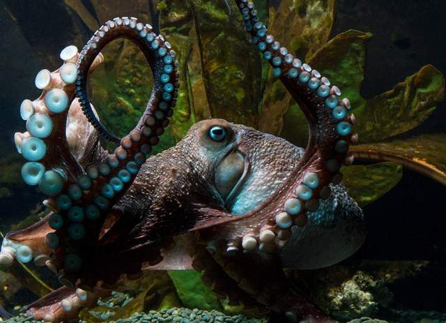 《自力從水族館脫逃的章魚哥》人家只是想看看自由的大海(溜) 《自力從水族館脫逃的章魚哥》人家只是想看看自由的大海(溜)