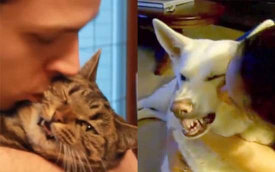 《極度不願給人類親親的寵物》面對主人惡夢般的雙唇他們慌張害怕憤怒眼神死 《極度不願給人類親親的寵物》面對主人惡夢般的雙唇他們慌張害怕憤怒眼神死