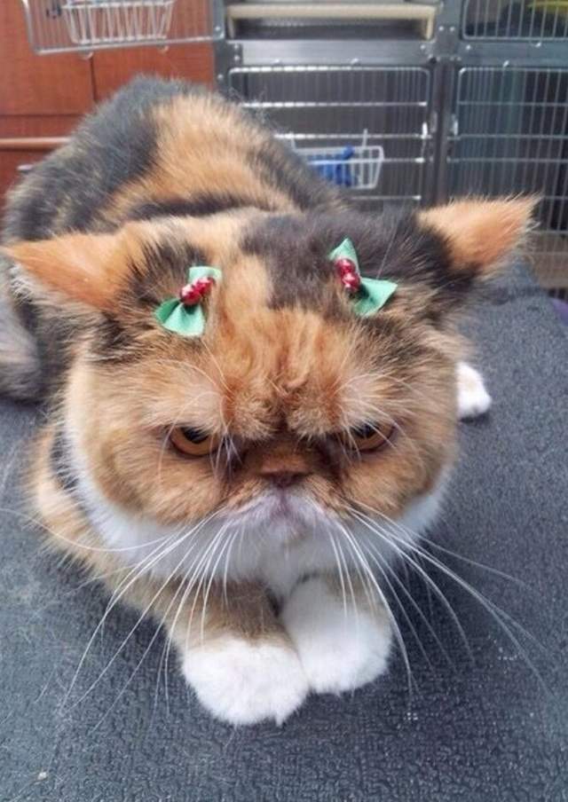 14個一臉「真是受夠你了」的動物們 集合了全世界的不屑與無奈 14個一臉「真是受夠你了」的動物們 集合了全世界的不屑與無奈