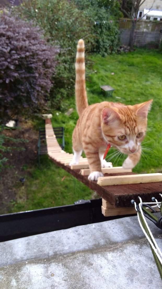 《貓咪專用梯子》租屋處不給裝貓門就只好請貓老大爬梯子了（笑）