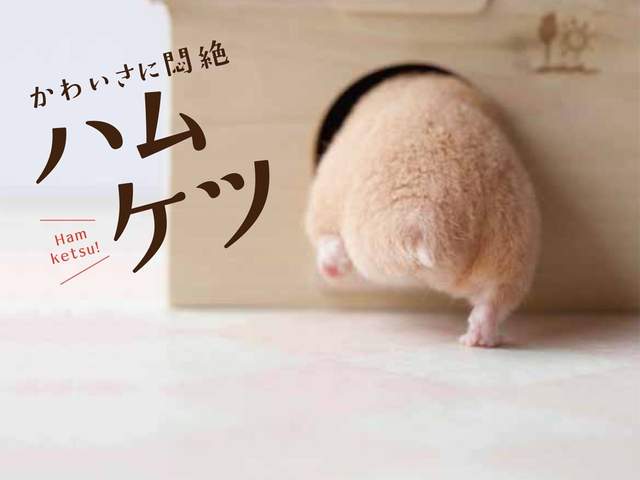 超治癒《可愛到讓你昏倒的倉鼠屁屁》讓肥嫩屁屁掃去心中的憂鬱❤