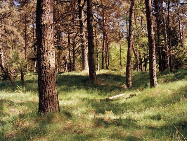 大家來找碴《隱藏的狙擊手》這是史詩級挑戰吧ww