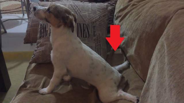 《看恐怖片的狗狗》毛小孩會有什麼樣的反應？