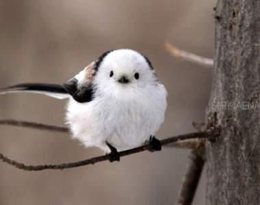 推特《鳥鳥正面大賽》禽鳥類超級反差萌的正面你抵擋得了嗎?(‧◇‧) 推特《鳥鳥正面大賽》禽鳥類超級反差萌的正面你抵擋得了嗎?(‧◇‧)