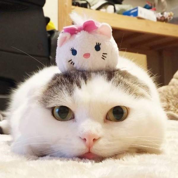 《TsumTsum貓》史上最還原遊戲畫面的軟趴趴貓兄妹登場♥