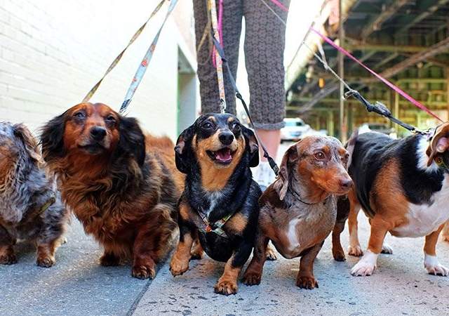 飼主必看《遛狗要注意的五件事》多一分留意少一分意外