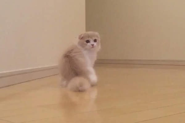 《貓的怪怪走路姿勢》根本瞬間讓人噴笑的超強特技啊wwww（崩潰）