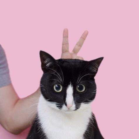 《讓車站的廣告都是貓咪》英國貓奴真是太有行動力了~ 《讓車站的廣告都是貓咪》英國貓奴真是太有行動力了~