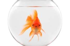 瑞士法律《禁止只養一條金魚》看似奇怪的法規其實是愛護動物 瑞士法律《禁止只養一條金魚》看似奇怪的法規其實是愛護動物