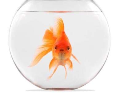 瑞士法律《禁止只養一條金魚》看似奇怪的法規其實是愛護動物 瑞士法律《禁止只養一條金魚》看似奇怪的法規其實是愛護動物