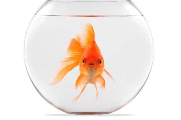 瑞士法律《禁止只養一條金魚》看似奇怪的法規其實是愛護動物 瑞士法律《禁止只養一條金魚》看似奇怪的法規其實是愛護動物