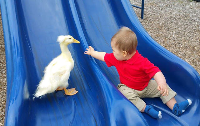 《和鴨子一起長大的小孩》開口學會第一個字竟是〝Duck〞爸媽做何感想XDD - 圖片10