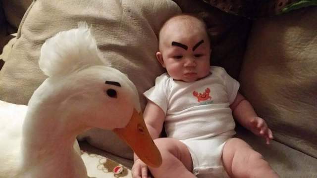 《和鴨子一起長大的小孩》開口學會第一個字竟是〝Duck〞爸媽做何感想XDD - 圖片1