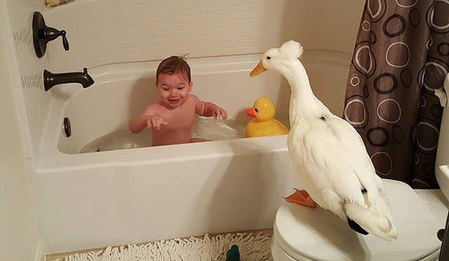《和鴨子一起長大的小孩》開口學會第一個字竟是〝Duck〞爸媽做何感想XDD - 圖片8