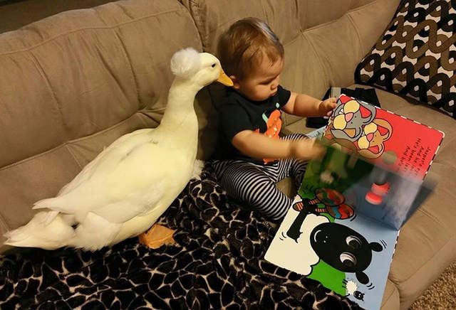 《和鴨子一起長大的小孩》開口學會第一個字竟是〝Duck〞爸媽做何感想XDD - 圖片11